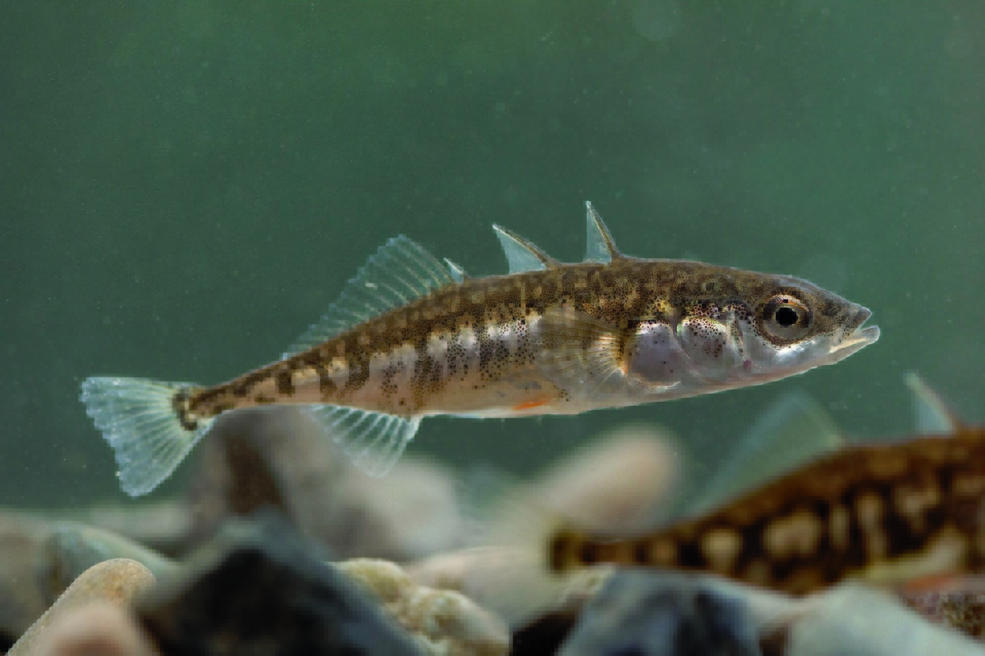 Trepigget stingsild Dokkadeltaet Våtmarkssenter Randsfjorden fisk ferskvanssfisk
