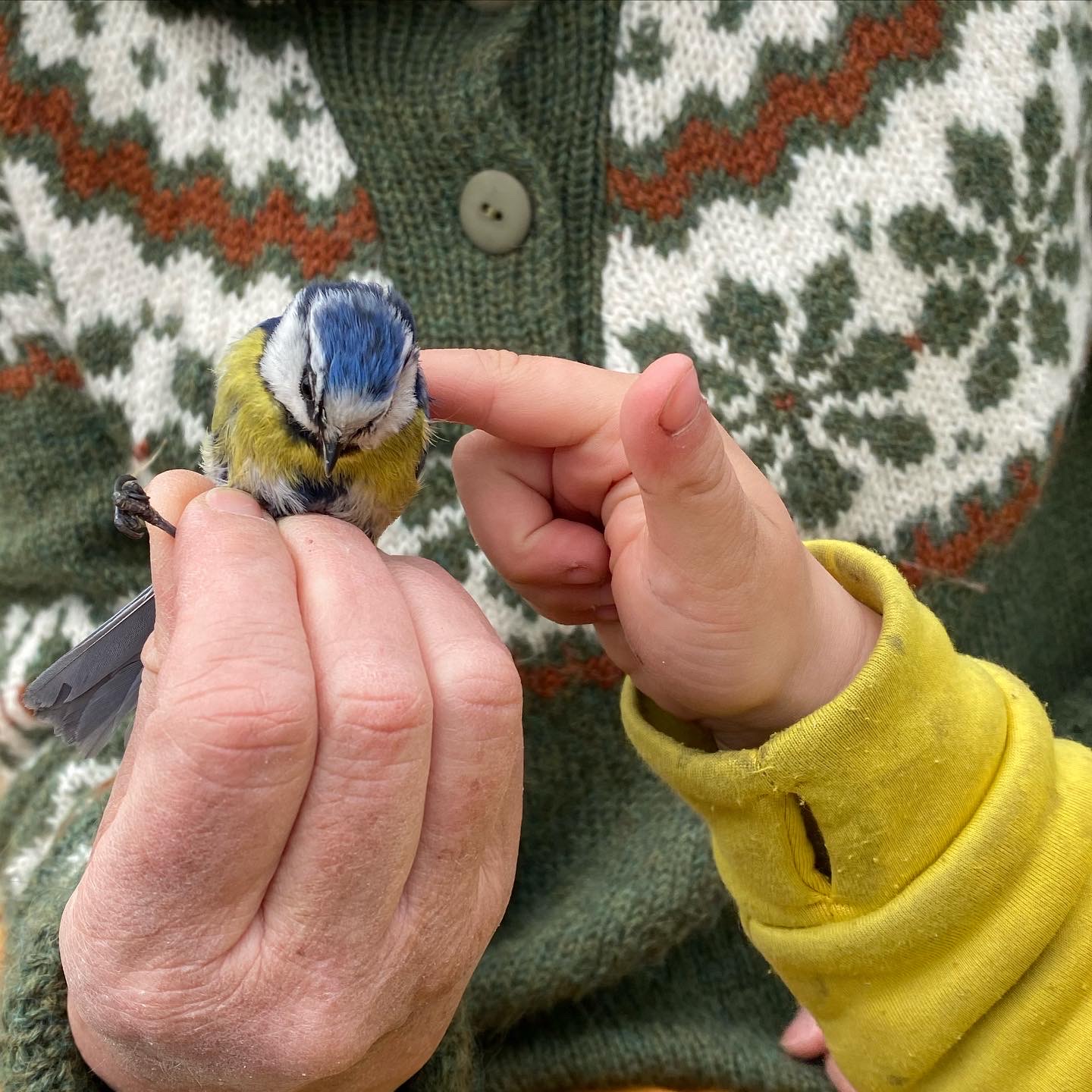 Ringmerking dokkadeltaet naturopplevelse barnehånd fugl